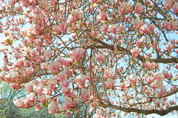 DC Cherry Blossom Snaps | dcgirlinpearls.com