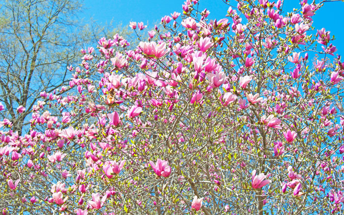 DC Cherry Blossom Snaps | dcgirlinpearls.com