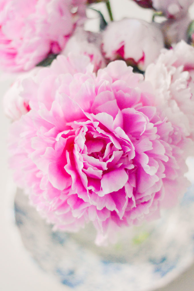 How To Make Peonies Bloom Faster - DC Girl In Pearls #peonies #peony